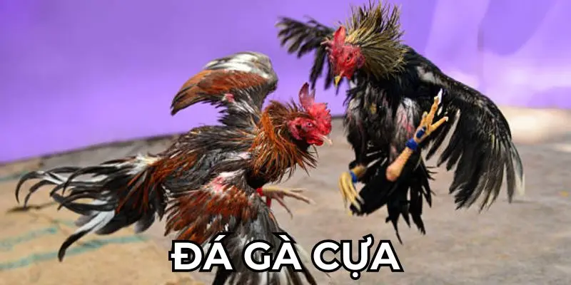 Đá Gà Cựa Sắt 8KBET - Hòa Mình Cùng Từng Màn Chiến Kịch Tính 2 Đá gà cựa sắt 8KBET có nhiều ưu điểm